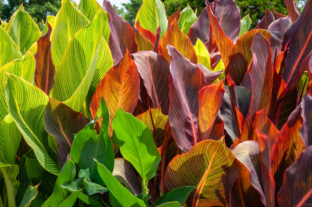 Canna's met gestreept blad