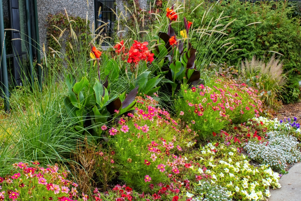Canna's in border geplant