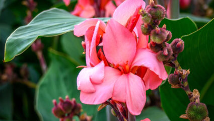 Canna met roze bloemen en zaden