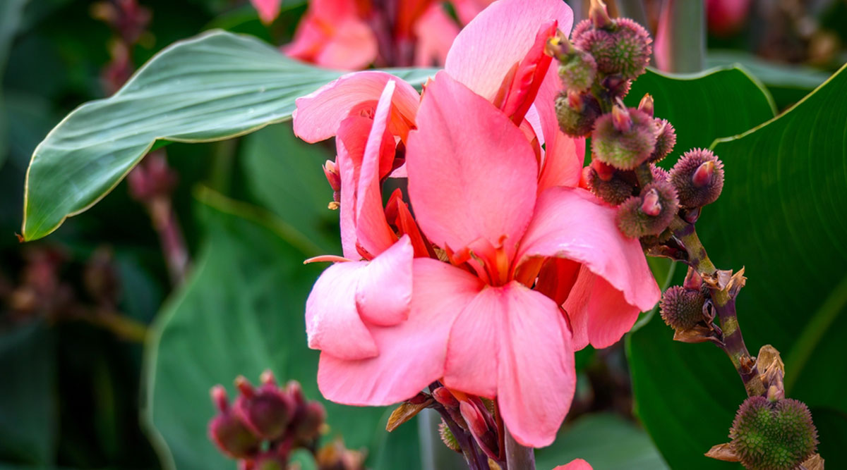 Canna met roze bloemen en zaden