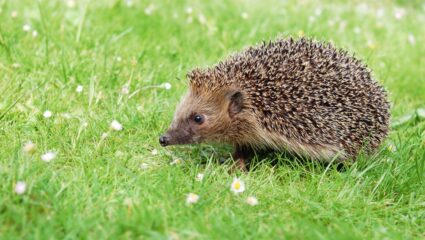 egel in de tuin