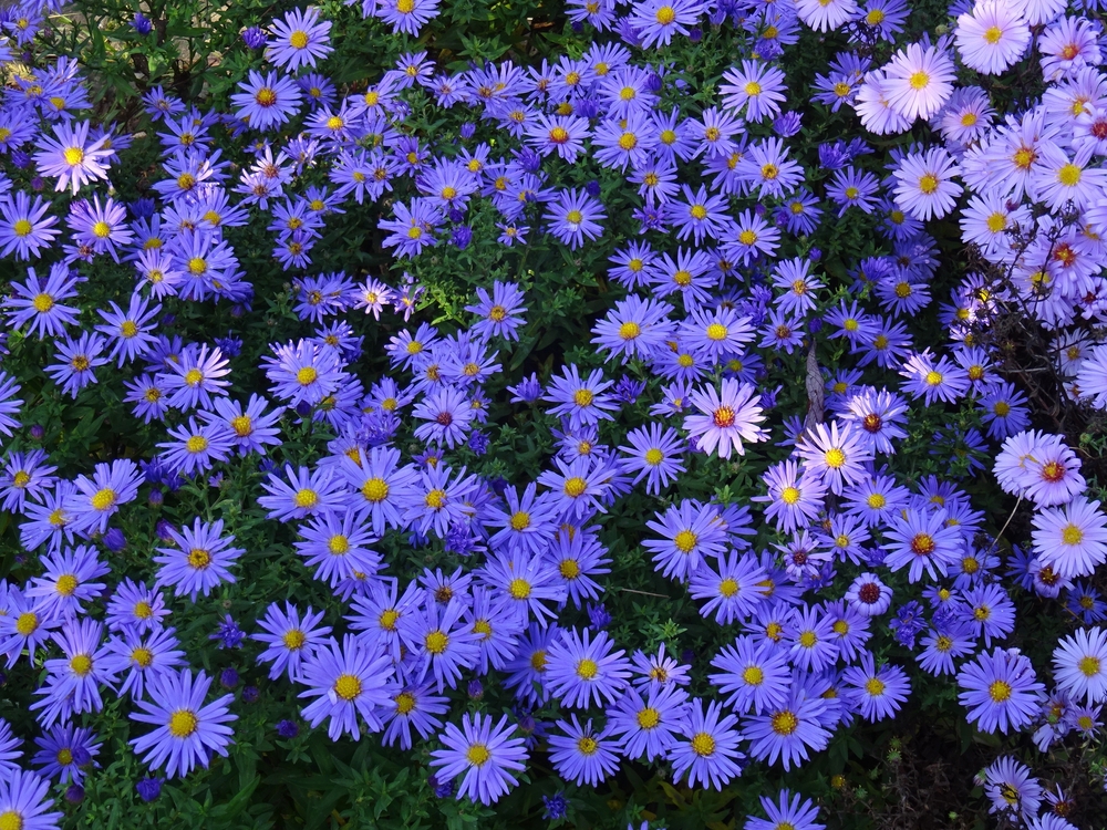 Paars bloeiende aster