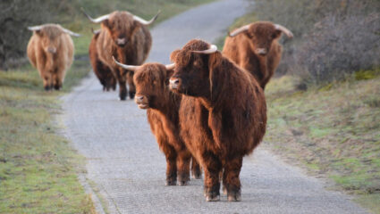 Schotse Hooglanders op een pad