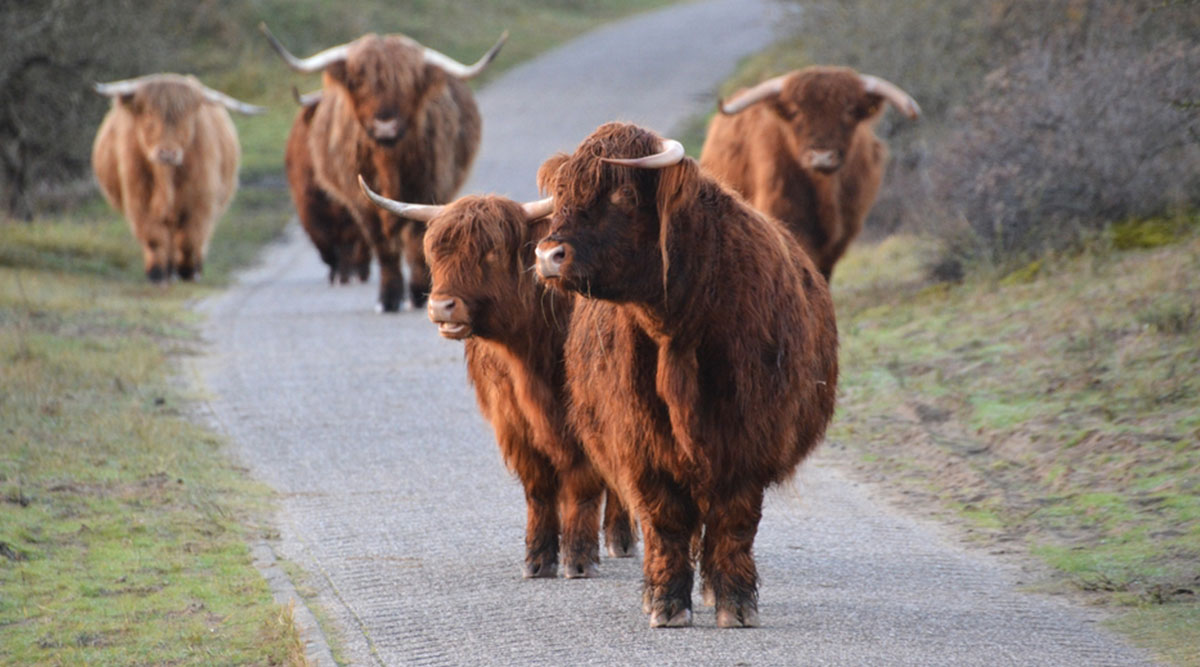Schotse Hooglanders op een pad
