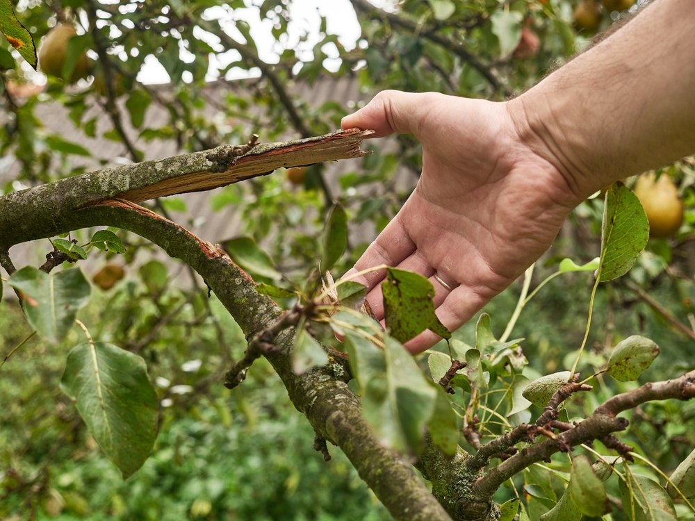 Gebroken tak door wind in de tuin