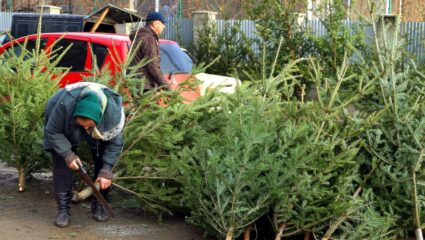 Een man zaagt de stam van een echte kerstboom.
