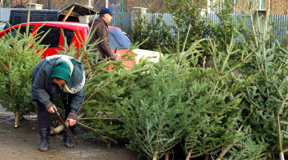 Een man zaagt de stam van een echte kerstboom.