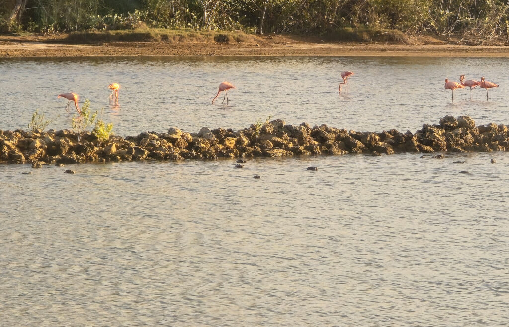 Flamingo's op Curaçao