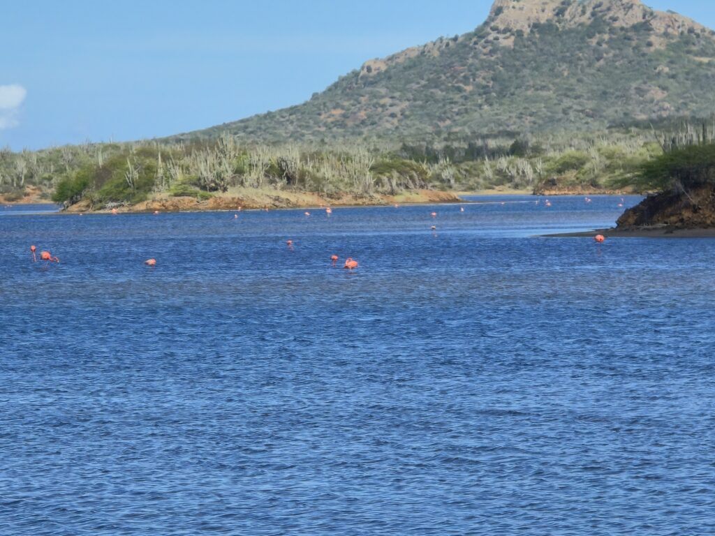 Flamingo's op Bonaire