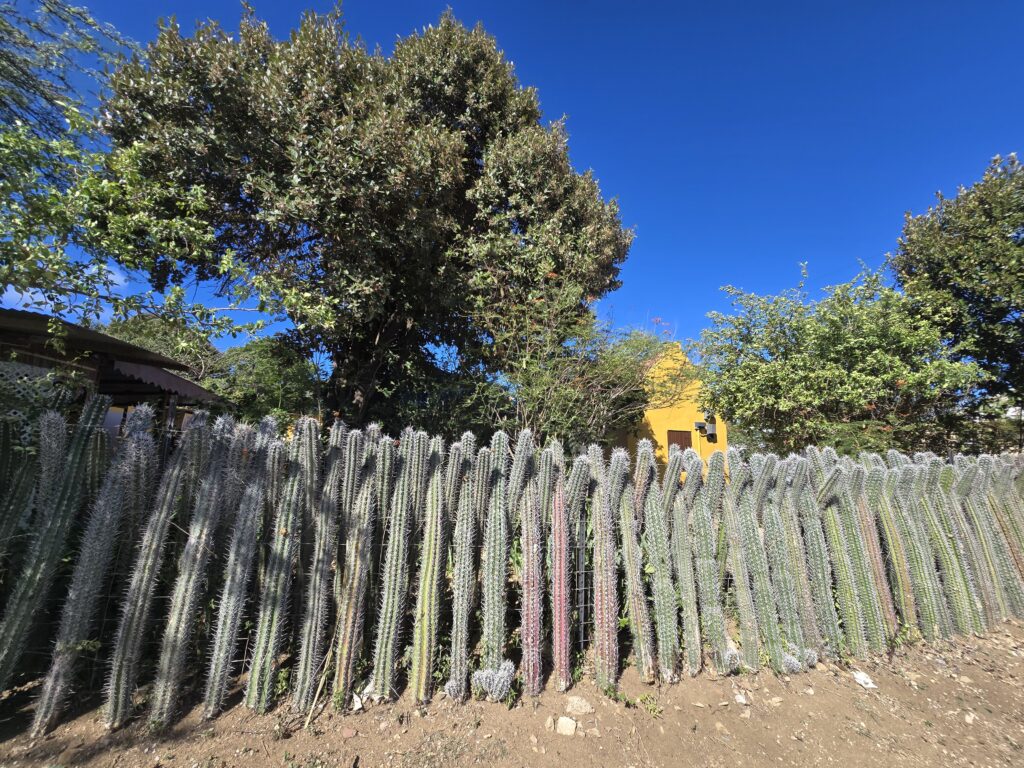 Cactussen als haag 