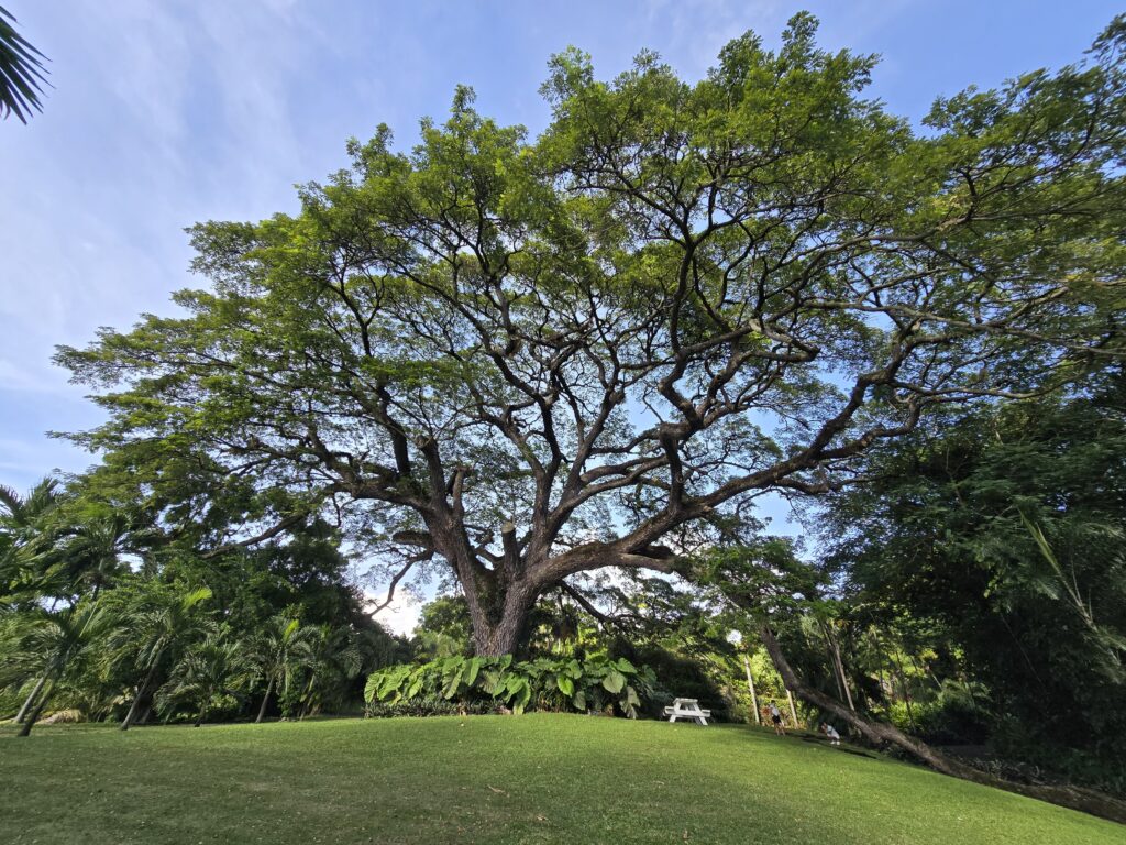 400 jaar oude boom, de Saman Tree