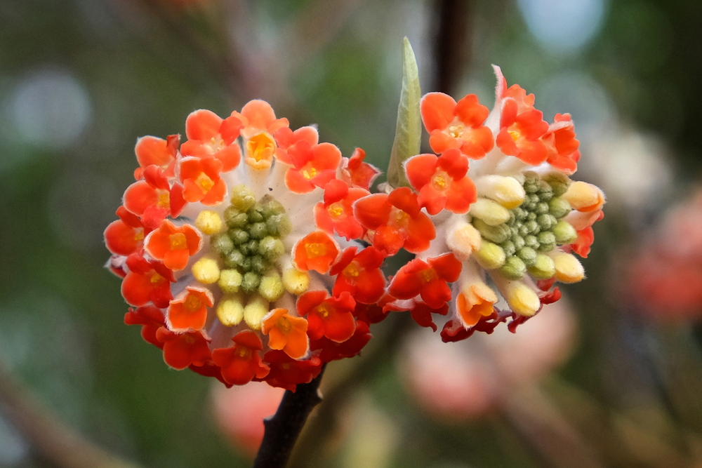 Oranje bloeiende Edgeworthia chrysantha 'Grandiflora' (papierstruik)