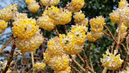 Edgeworthia chrysantha 'Grandiflora' (papierstruik) in bloei