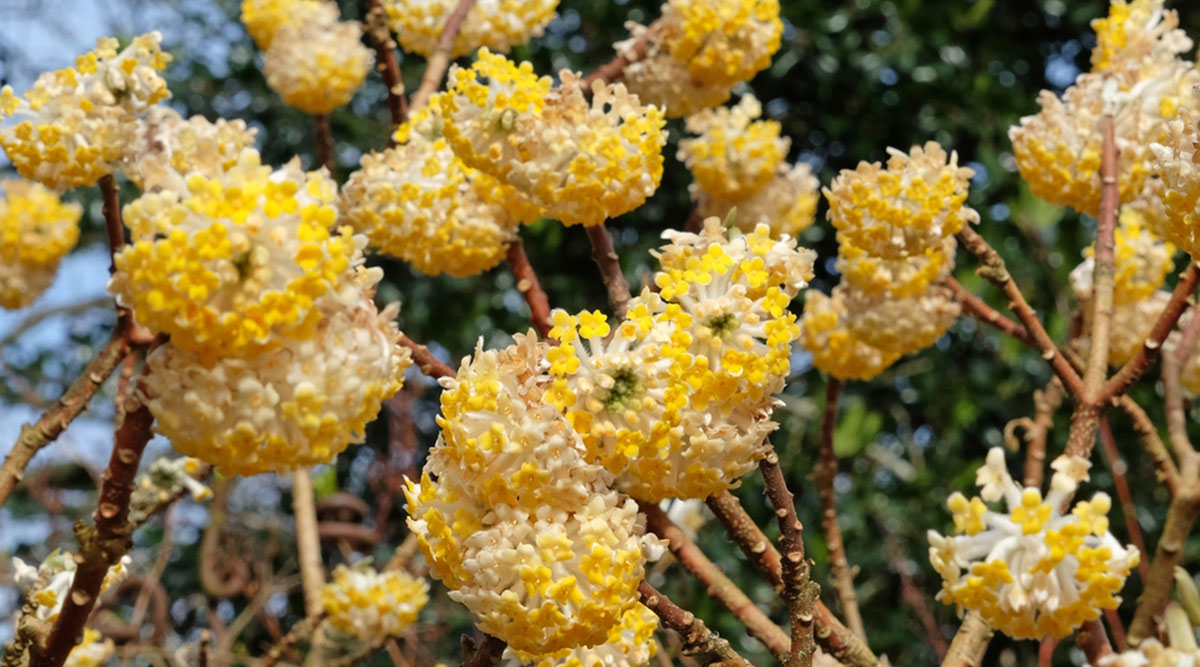 Edgeworthia chrysantha 'Grandiflora' (papierstruik) in bloei