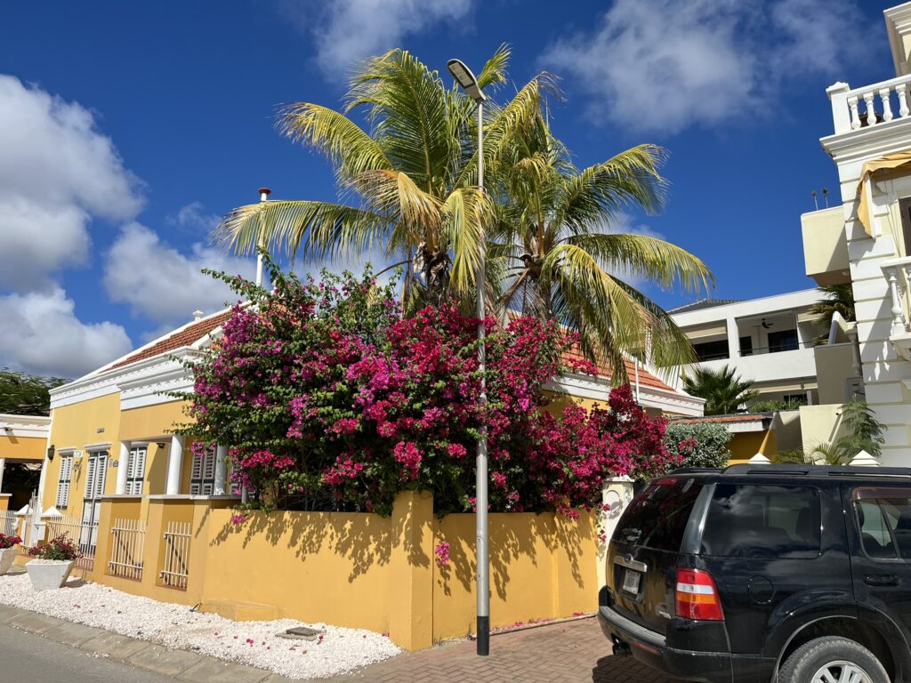 Bougainville op Bonaire