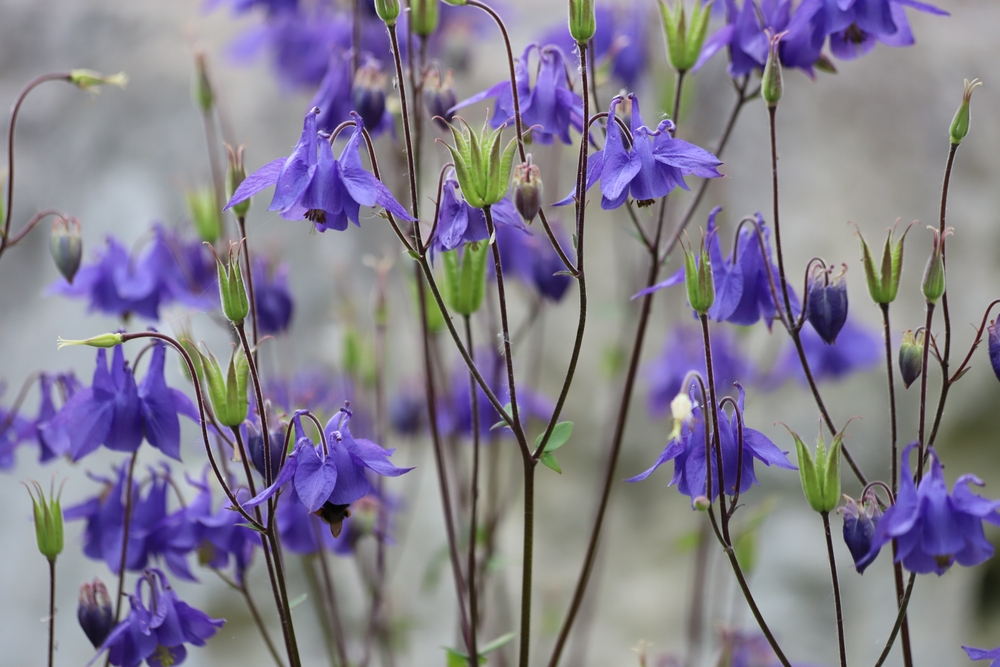 Akeleien zijn koudekiemers