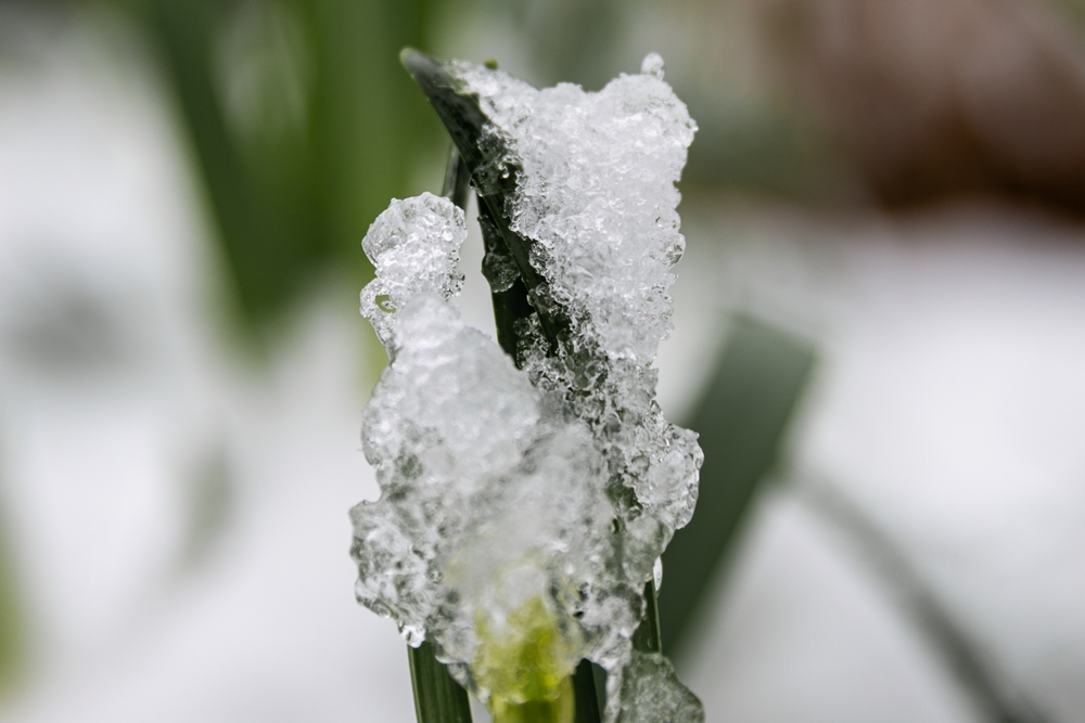 Bevroren bloembollen