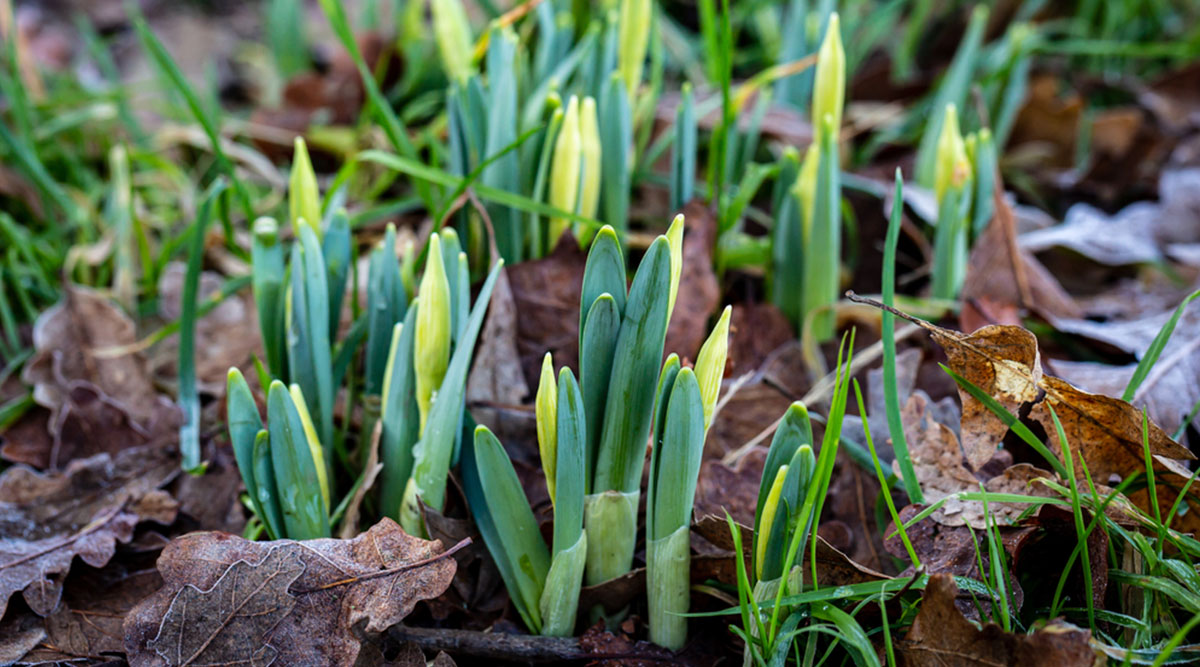 Bloembollen van narcissen die al opgekomen zijn