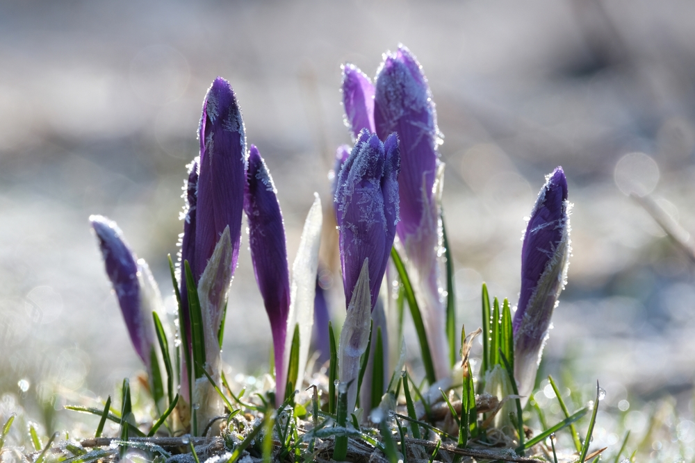 Bloembollen van krokussen na een nacht vorst