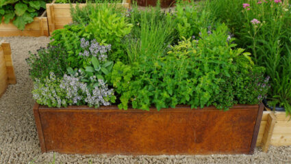 Een kruidentuin met verschillende kruiden in een bak