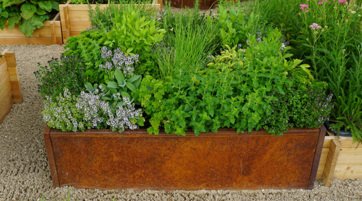 Een kruidentuin met verschillende kruiden in een bak