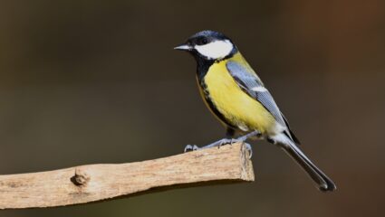 Deze vogels in uw achtertuin zijn verrassend bijzonder.