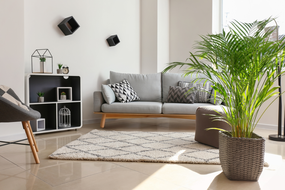 De Areca palm behoort tot de grote kamerplanten