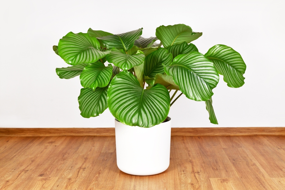 Een mooie, grote Calathea orbifolia