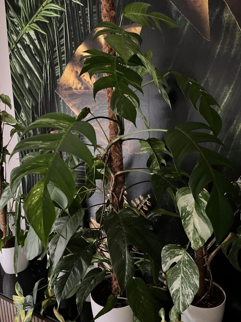 Epipremnum pinnatum op 2 mospalen