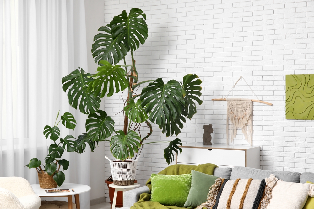 Kleine en grote kamerplant