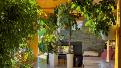 Een verzameling grote kamerplanten bij elkaar