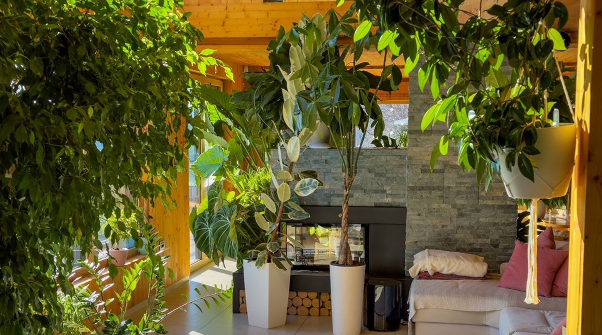 Een verzameling grote kamerplanten bij elkaar