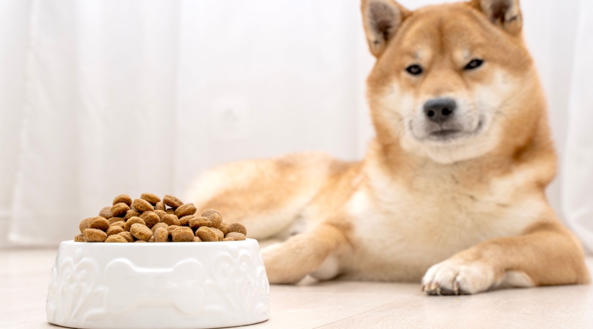 Dit is waarom uw hond zijn eten soms laat staan