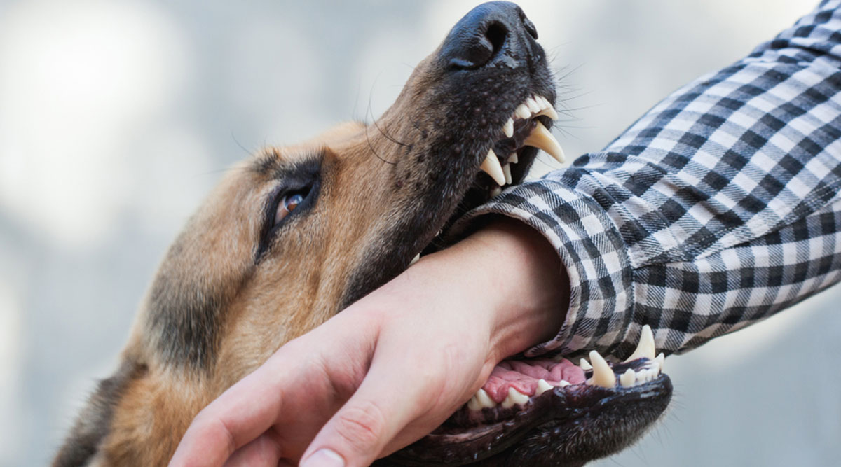 Een hondenbeet van een agressieve hond