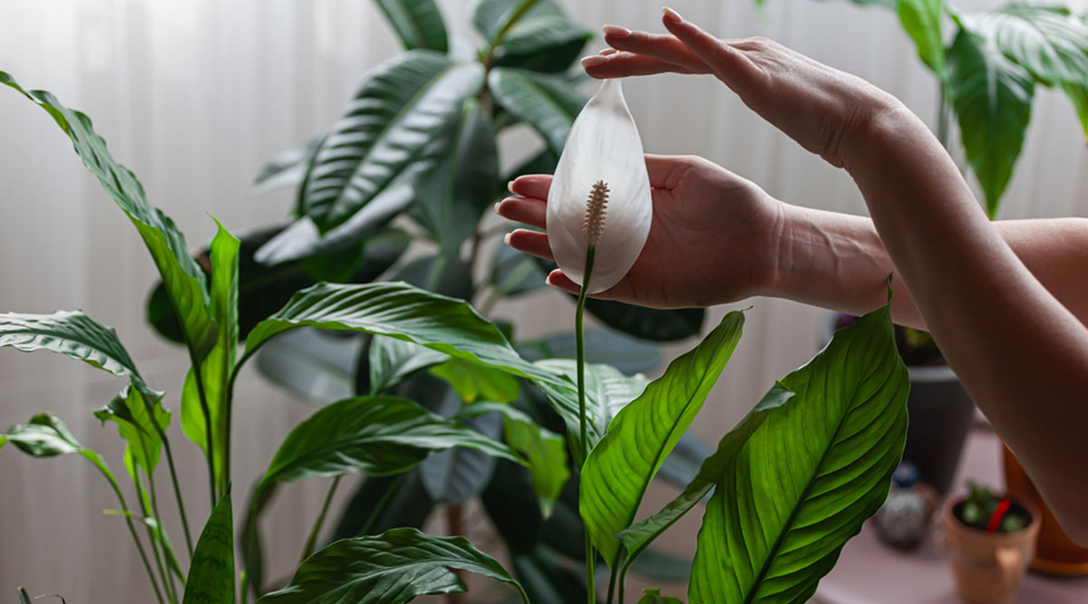 Een lepelplant (Spathiphyllum) met 1 witte bloem