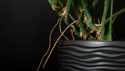 Gatenplant met luchtwortels