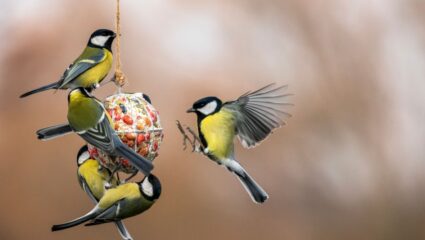 Vogels in de tuin voor de Nationale Tuinvogeltelling