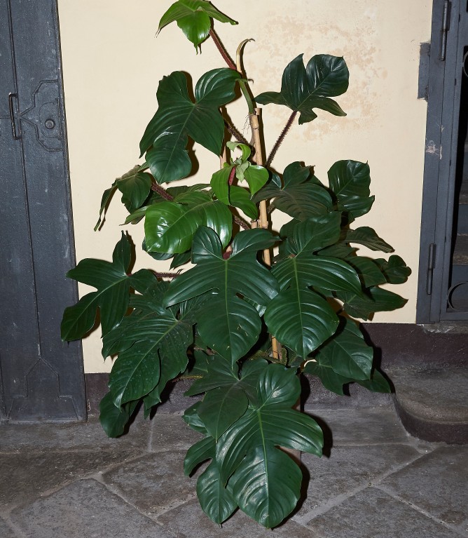 Een Philodendron squamiferum, die is uitgegroeid tot een mooie, grote kamerplant