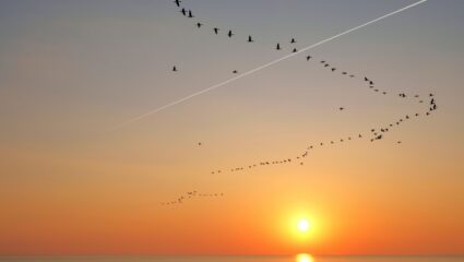 Vogels die in een v-vorm vliegen