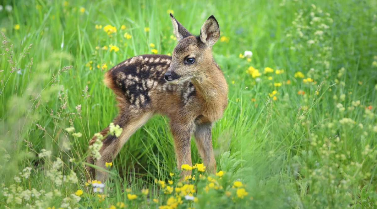 Baby ree in het gras lente
