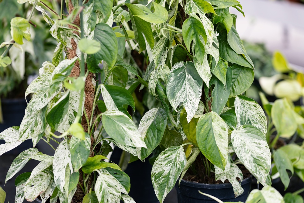 Epipremnum pinnatum marble variegata