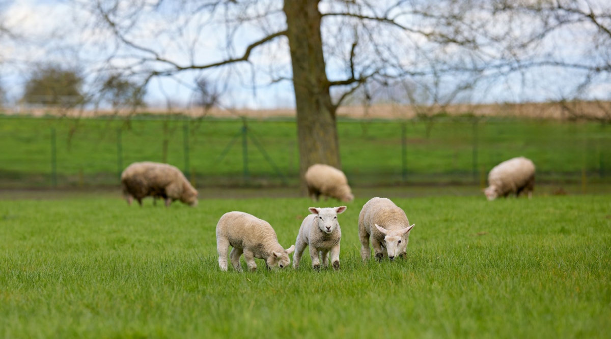 Waarom zien we in de lente veel lammetjes in de wei? 