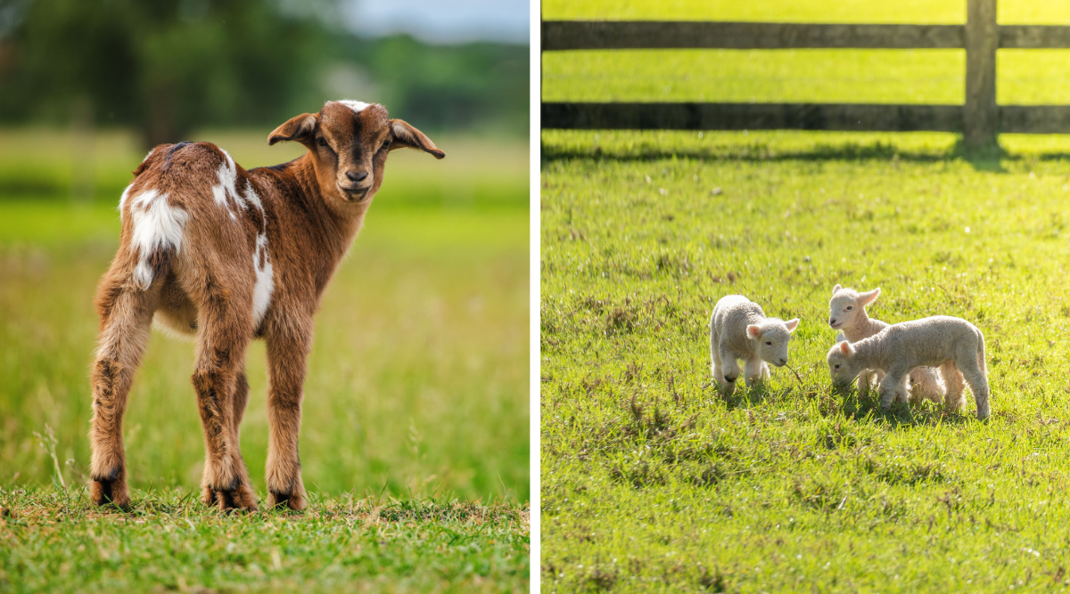 Geitje en lammetjes in de wei lente