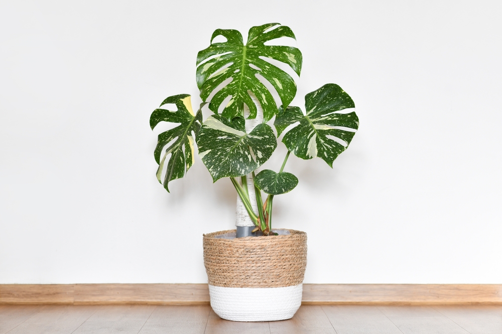 Monstera Thai Constellation