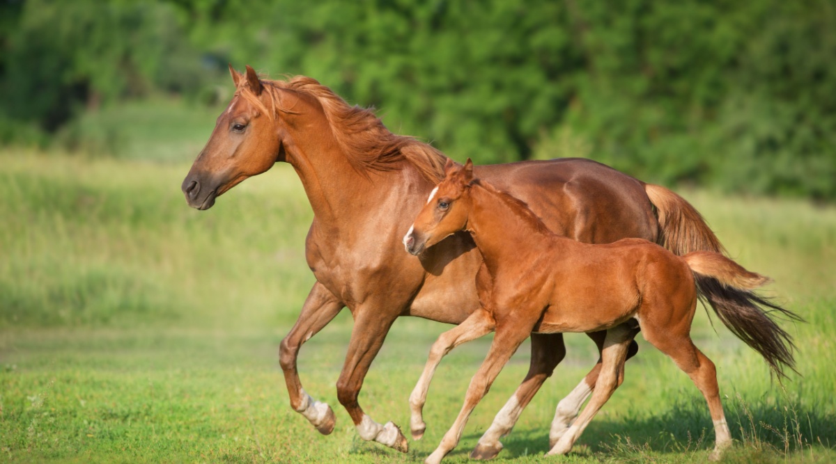 Paard en veulen in de wei
