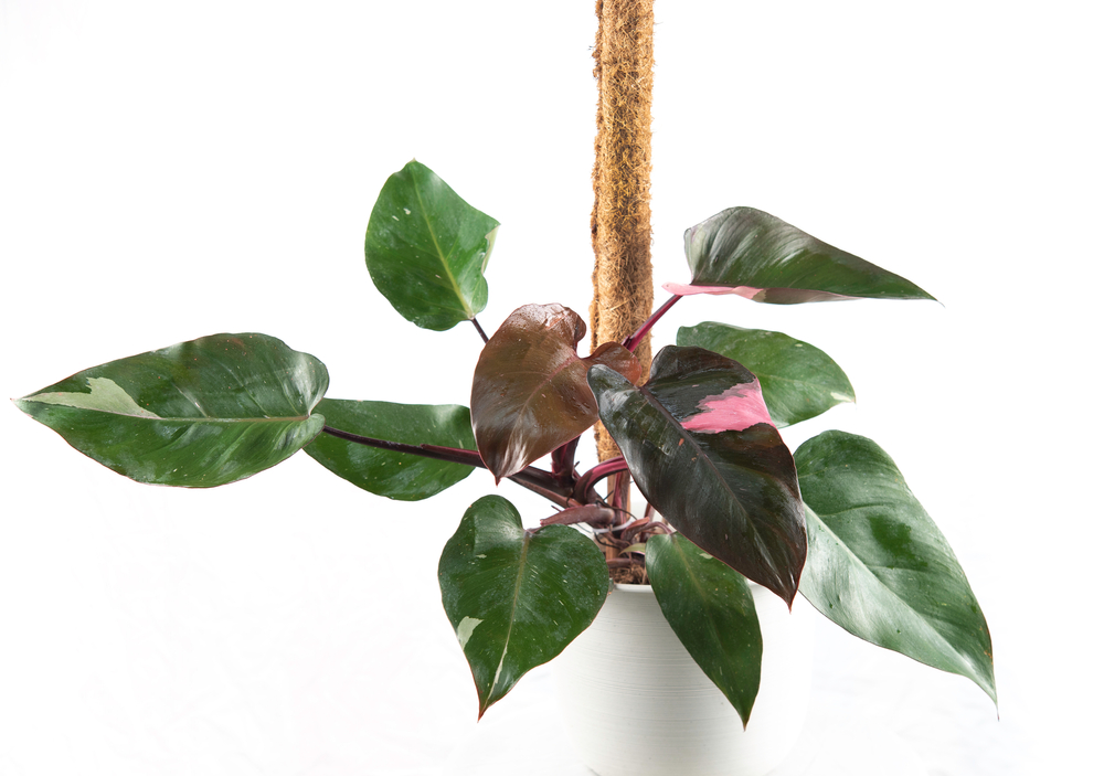Philodendron Pink Princess