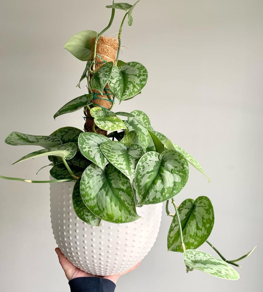 Scindapsus Pictus als klimplant