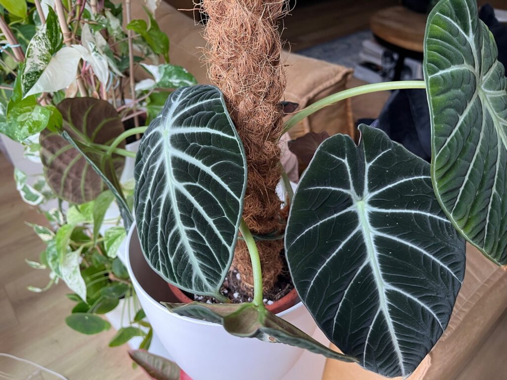 Alocasia Black Velvet