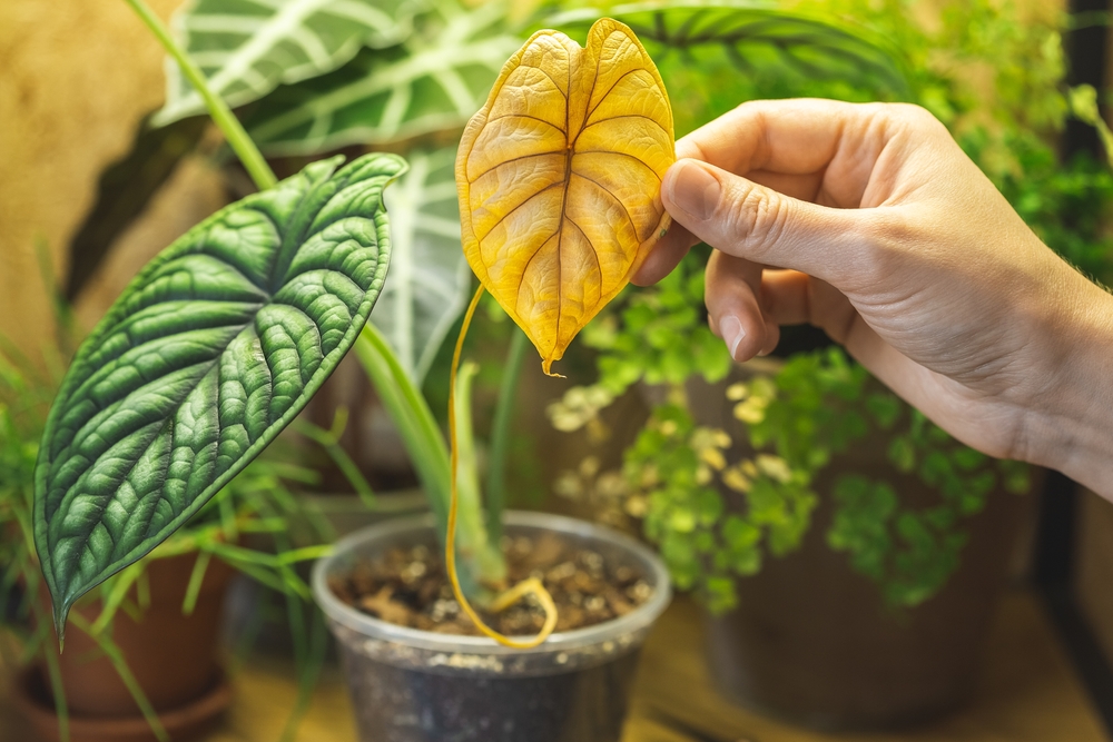 Alocasia met een geel blad