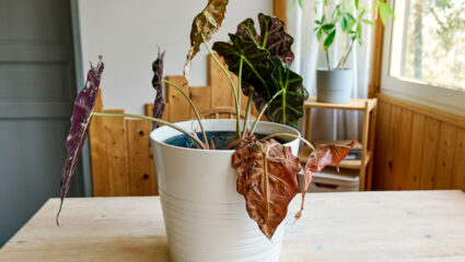 Een Alocasia met hangende en bruine bladeren